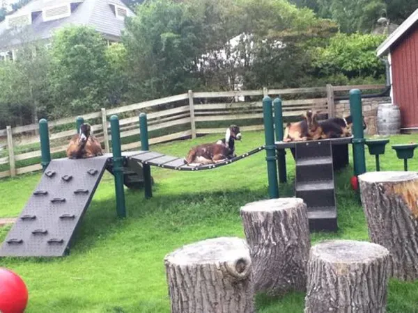 Why Dog Playground Equipment Backyard is More Than Just Fun